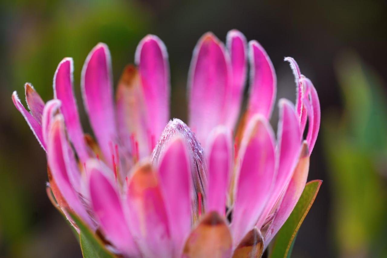 Honeyrock Cottages Kleinmond Bagian luar foto